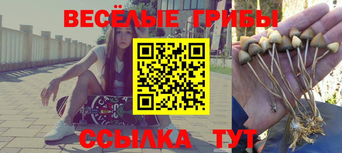 Псилоцибиновые грибы Cubensis Гусиноозёрск